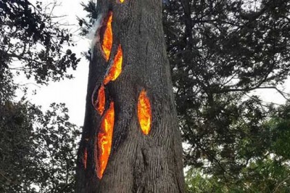 গাছ নয় যেন জ্বলন্ত চিমনি, দেখুন ভিডিও