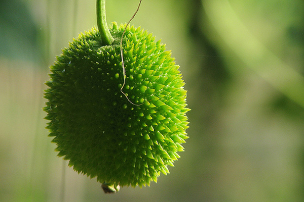 পুষ্টিগুণে কাঁকরোল