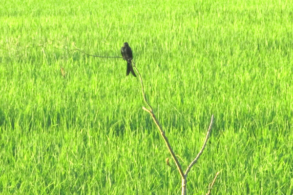 পোকা দমনে পাচিং পদ্ধতি জনপ্রিয় হয়ে উঠেছে