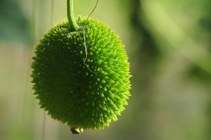 পুষ্টিগুণে কাঁকরোল