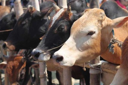 ভারতে গো-রক্ষার নামে ফের মুসলমানদের গরু ছিনতাই