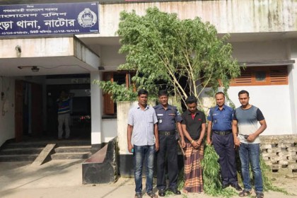 সিংড়ায় গাঁজার গাছসহ আটক ১