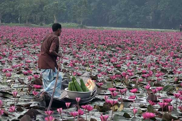 ৬ মাস পানির নিচে বিল অঞ্চলের জমি, অভাব-অনটনে লাখো কৃষক