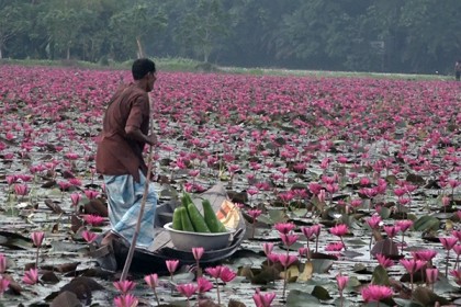 ৬ মাস পানির নিচে বিল অঞ্চলের জমি, অভাব-অনটনে লাখো কৃষক