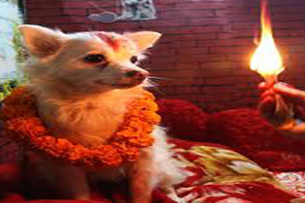নেপালে পূজা করা হয় কুকুরদের