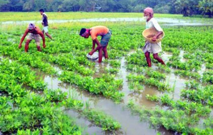 টানা বৃষ্টিপাতে ঝিনাইদহে ফসলের ব্যাপক ক্ষতি