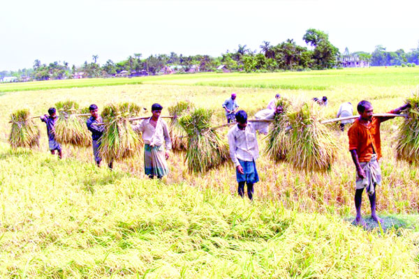 বাতাসে নবান্নের ঘ্রাণ