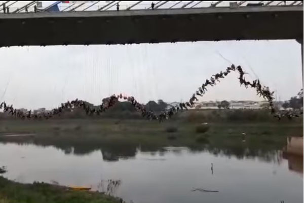 সেতু থেকে একসঙ্গে লাফ দিলেন ২৪৫ জন! (ভিডিও)