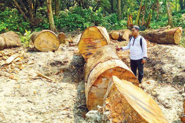 উত্তরা গণভবনের গাছ কাটায় ৬ জনকে অভিযুক্ত করে তদন্ত প্রতিবেদন