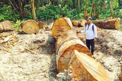 উত্তরা গণভবনের গাছ কাটায় ৬ জনকে অভিযুক্ত করে তদন্ত প্রতিবেদন
