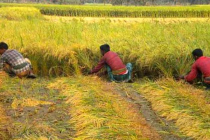 বিরামপুরে ধান কাটা নিয়ে সংঘর্ষে আহত ১১