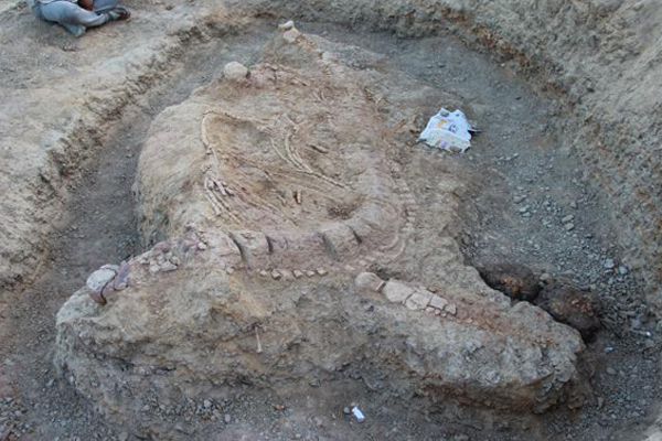 ১৫ কোটি বছর পূর্বের প্রাণীর ফসিল আবিষ্কার