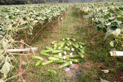 চুয়াডাঙ্গায় চাষীর ৩০০ লাউগাছ কেটে দিয়েছে দূর্বৃত্তরা