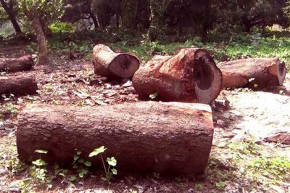 উত্তরা গণভবনের গাছ কর্তন; ৩ প্রকৌশলী বরখাস্ত