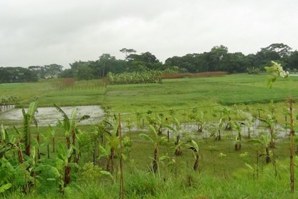 শিবচরে টানা বৃষ্টিতে শীতের আগাম সবজির ব্যাপক ক্ষতি