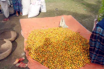 কাঠালিয়ায় সুপারি বিক্রির ধুম, রপ্তানি হচ্ছে বিদেশেও