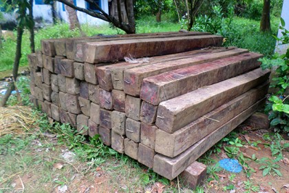 লামায় ৩ লক্ষ টাকার কাঠ জব্দ, আটক ১