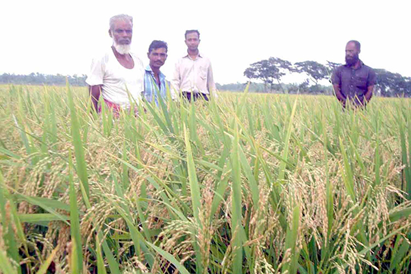 উপকূলের ক্ষেতে উঁকি দিচ্ছে সোনালী স্বপ্ন