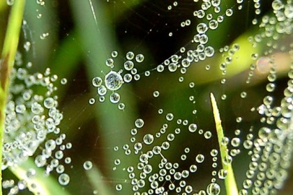 প্রকৃতির আঙিনায় শীতের কোলাহল