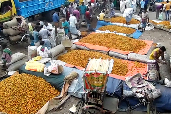 লক্ষ্মীপুরে সাড়ে ৩০০ কোটি টাকার সুপারি উৎপাদন

