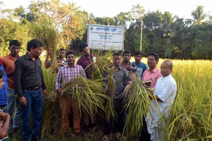 মাগুরায় জিংক সমৃদ্ধ ব্রি-ধানের মাঠ দিবস অনুষ্ঠিত