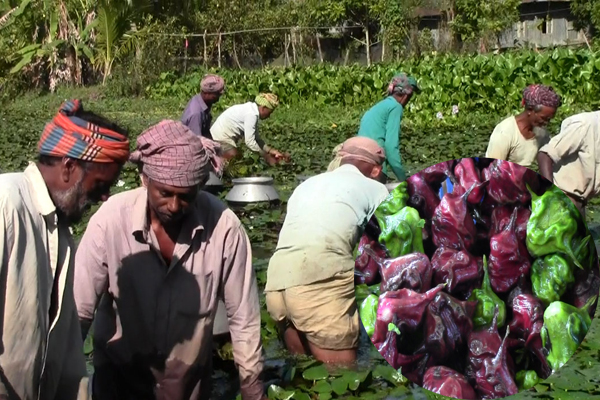 বাণিজ্যিকভাবে পানিফল চাষে সম্ভাবনার হাতছানি