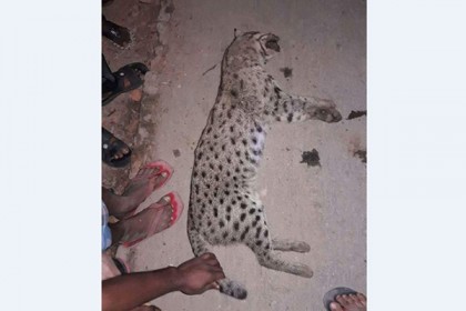 চুয়াডাঙ্গায় গ্রামবাসীর পিটুনিতে বাঘডাশার মৃ্ত্যু
