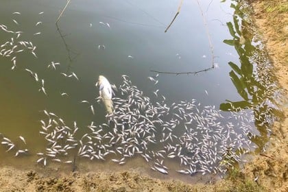 মাছের সাথে এ কেমন শত্রুতা!
