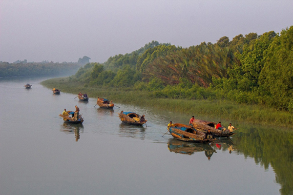 সুন্দরবনে মাছ শিকারের দায়ে কর্মকর্তাসহ বরখাস্ত ৪