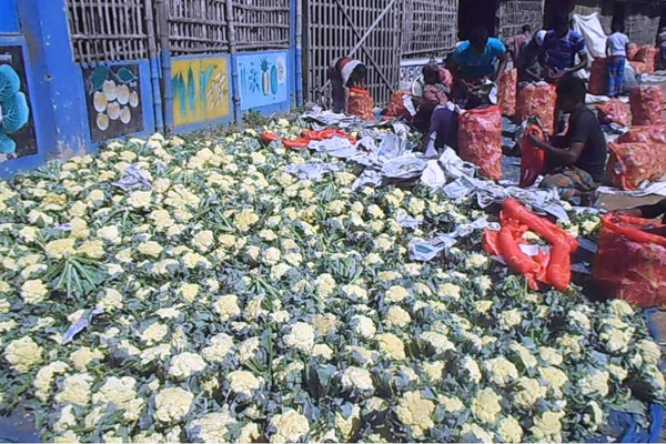 চুয়াডাঙ্গায় ফুলকপি চাষে লাভবান চাষিরা