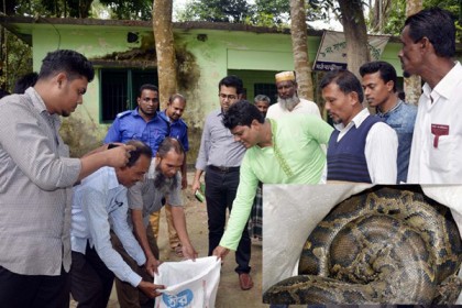 পিরোজপুরে অজগর সাপ উদ্ধার, পরে অবমুক্ত