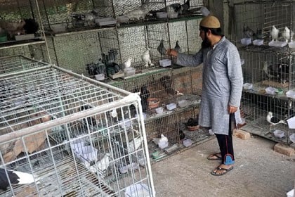 বিশ্বনাথে বিদেশি কবুতর পালনে আফজালের সাফল্য 
