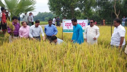 কুমিল্লার পল্লীতে নবান্ন উৎসবের উদ্বোধন