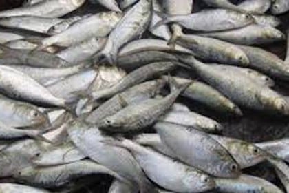 বরিশালে যাত্রীবাহী বাস থেকে ৫০ মণ জাটকা জব্দ