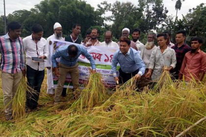 ফুলপুরে নবান্ন উৎসব পালিত