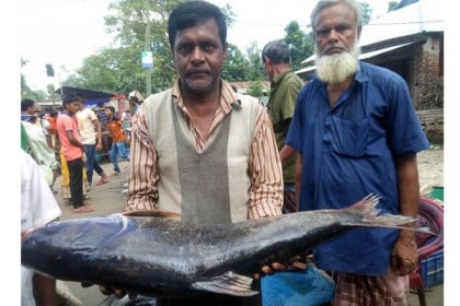 শিবগঞ্জে নবান্নে মাছের মেলা