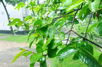 চুল পড়া রোধে পেয়ারা পাতা 