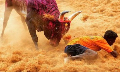 ষাঁড়ের গুঁতোয় আর্জেন্টাইন পর্যটকের মৃত্যু