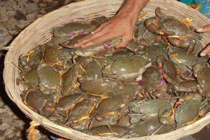 সুন্দরবন থেকে আড়াই হাজার কেজি কাঁকড়া উদ্ধার