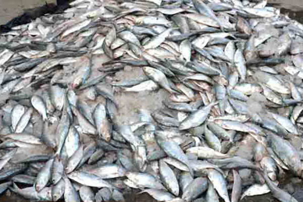 বরিশালে ২০ মণ জাটকা জব্দ, আটক ৩