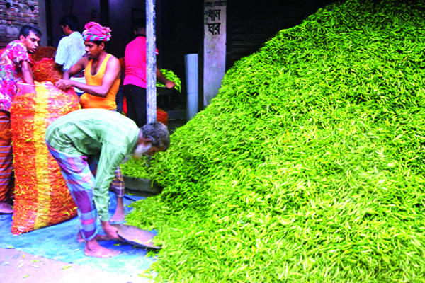 মরিচ চাষে হাসি বানভাসিদের