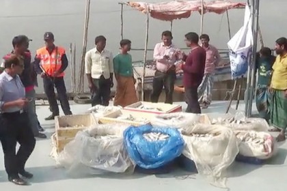 লক্ষ্মীপুরে বিপুল পরিমাণ জাটকাসহ ৪ জেলে আটক, ৩ ট্রলার জব্দ