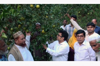 উন্নত জাতের মাল্টা চাষে স্বপ্ন বুনছেন রহিম সরদার