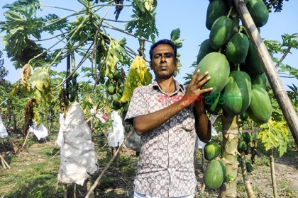 পেঁপে চাষে সফল বাদল 