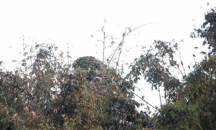 অতিথি পাখির কলরবে মুখরিত হাওরাঞ্চল