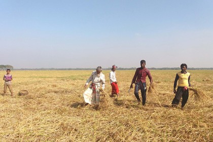 হবিগঞ্জে আমন ধানে সোনালী স্বপ্ন