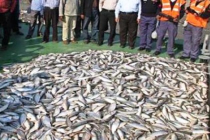 বুড়িগঙ্গায় অভিযানে ৫৩ মণ জাটকা জব্দ