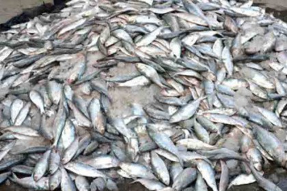 সোয়ারীঘাটে ৪৩ মণ জাটকা জব্দ 