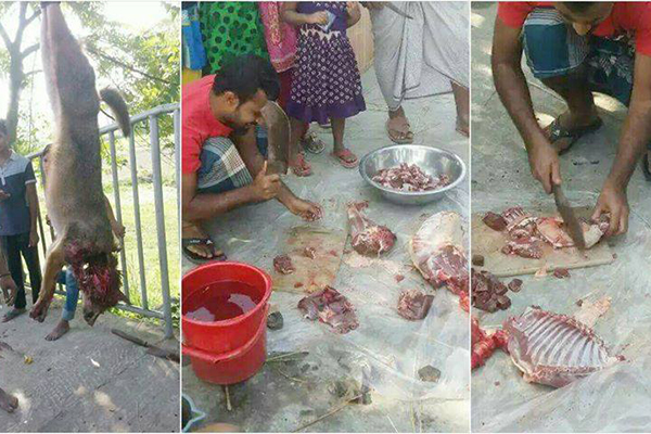 টাঙ্গাইলে শিয়ালের মাংস দিয়ে যুবকদের চড়ুইভাতি!
