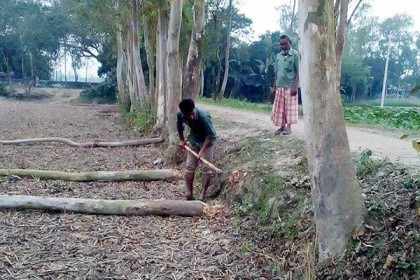
ধুনটে আওয়ামী লীগ নেতার বিরুদ্ধে সরকারি গাছ কাটার অভিযোগ 
